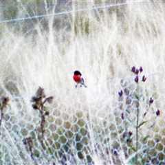 Petroica boodang (Scarlet Robin) at Kambah, ACT - 16 May 1986 by RodDeb