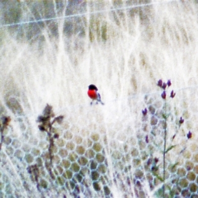 Petroica boodang (Scarlet Robin) at Kambah, ACT - 16 May 1986 by RodDeb