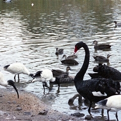 Threskiornis molucca (Australian White Ibis) at Kambah, ACT - 16 May 1986 by RodDeb