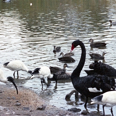 Threskiornis molucca (Australian White Ibis) at Kambah, ACT - 16 May 1986 by RodDeb