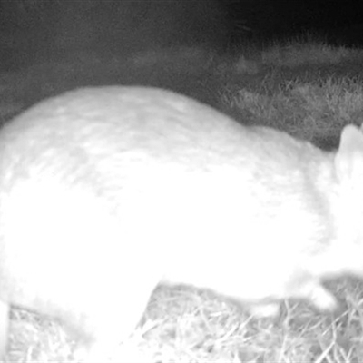 Perameles nasuta (Long-nosed Bandicoot) at Sassafras, NSW - 5 Jul 2025 by MichaelDoherty