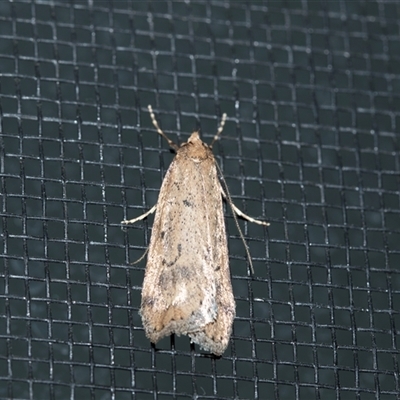 Philobota group (Oecophoridae) at Higgins, ACT - 21 Aug 2025 by AlisonMilton
