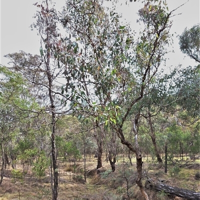 Eucalyptus melliodora (Yellow Box) at Hackett, ACT - 21 Aug 2025 by HappyWanderer