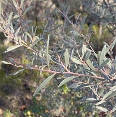 Acacia aneura var. aneura (Mulga) at Gunderbooka, NSW - 22 Jun 2025 by Tapirlord