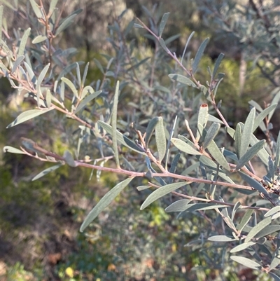 Acacia aneura var. aneura (Mulga) at Gunderbooka, NSW - 22 Jun 2025 by Tapirlord