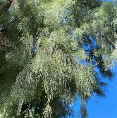 Tamarix (genus) (Tamarisk) at Wilcannia, NSW - 21 Jun 2025 by Tapirlord