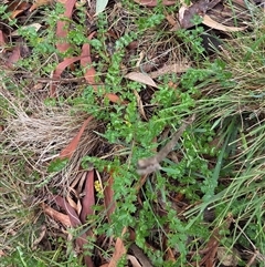 Acaena echinata (Sheeps Burr) at Hackett, ACT - 21 Aug 2025 by HappyWanderer