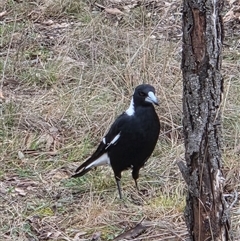 Gymnorhina tibicen (Australian Magpie) at Hackett, ACT - 21 Aug 2025 by HappyWanderer