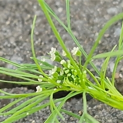 Unverified Other Wildflower or Herb at Nambucca Heads, NSW - 22 Aug 2025 by trevorpreston