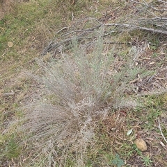 Chrysocephalum semipapposum (Clustered Everlasting) at Hackett, ACT - 21 Aug 2025 by HappyWanderer
