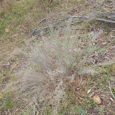 Chrysocephalum semipapposum (Clustered Everlasting) at Hackett, ACT - 21 Aug 2025 by HappyWanderer