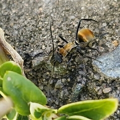 Polyrhachis ammon (Golden-spined Ant, Golden Ant) at Nambucca Heads, NSW - 22 Aug 2025 by trevorpreston