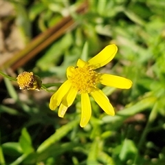 Senecio madagascariensis at Nambucca Heads, NSW - 22 Aug 2025 by trevorpreston