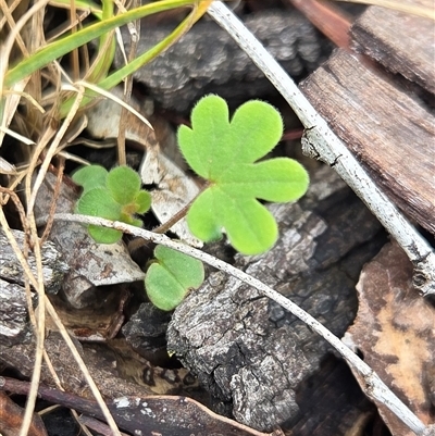 Geranium (genus) (Geranium) at Hackett, ACT - 21 Aug 2025 by HappyWanderer