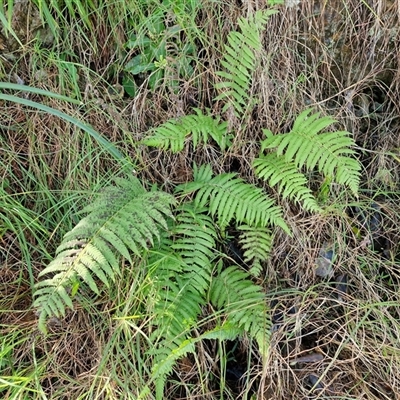 Unverified Fern or Clubmoss at Nambucca Heads, NSW - 22 Aug 2025 by trevorpreston