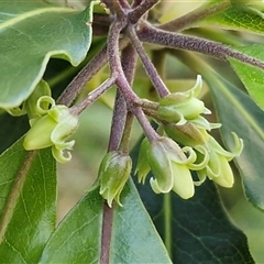 Pittosporum undulatum (sweet pittosporum) at Nambucca Heads, NSW - 22 Aug 2025 by trevorpreston