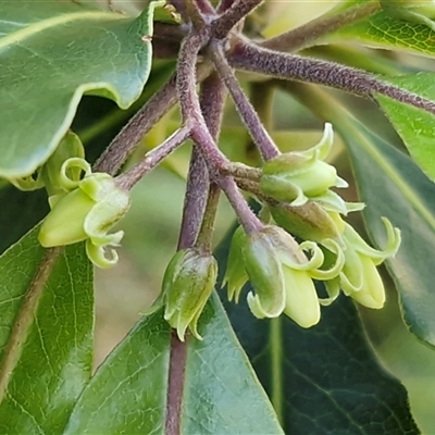 Pittosporum undulatum (sweet pittosporum) at Nambucca Heads, NSW - 22 Aug 2025 by trevorpreston