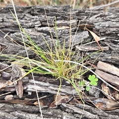 Unverified Grass at Hackett, ACT - 5 Sep 2025 by HappyWanderer