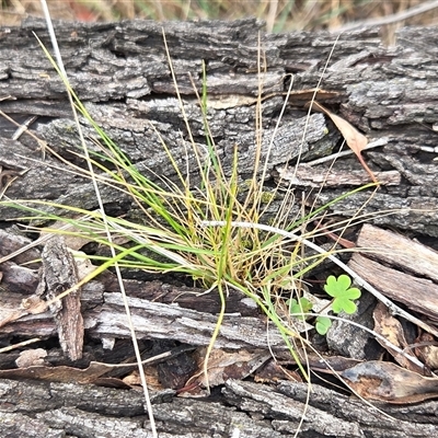 Unverified Grass at Hackett, ACT - 5 Sep 2025 by HappyWanderer
