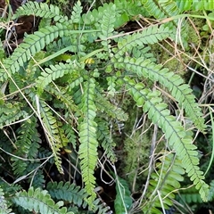 Unverified Fern or Clubmoss at Nambucca Heads, NSW - 22 Aug 2025 by trevorpreston