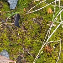 Funaria hygrometrica at Hackett, ACT - 21 Aug 2025 by HappyWanderer
