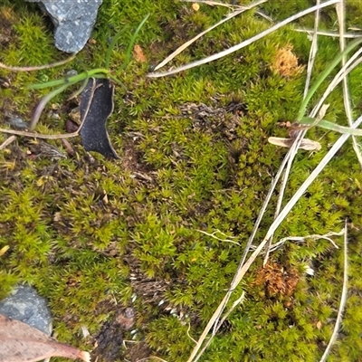 Funaria hygrometrica at Hackett, ACT - 21 Aug 2025 by HappyWanderer