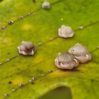 Ceroplastes sp. (genus) (Barnacle Scale) at Nambucca Heads, NSW - 22 Aug 2025 by trevorpreston