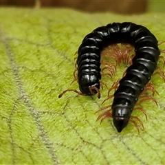Unverified Millipede (Diplopoda) at Nambucca Heads, NSW - 22 Aug 2025 by trevorpreston