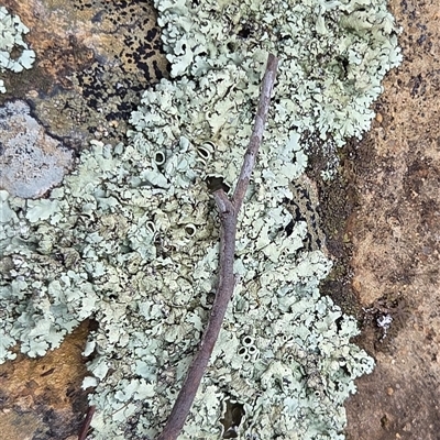 Unverified Lichen at Hackett, ACT - 21 Aug 2025 by HappyWanderer