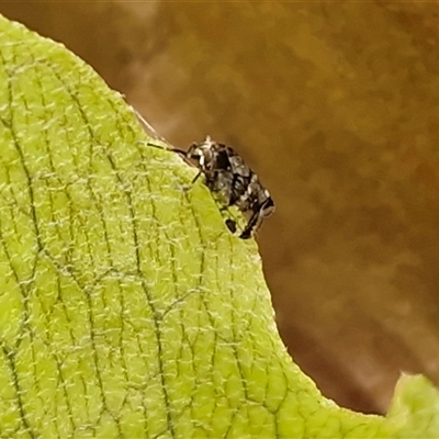 Dipsiathus pallidifrons (Achilid planthopper) at Nambucca Heads, NSW - 22 Aug 2025 by trevorpreston