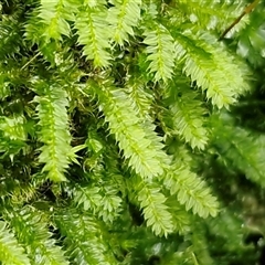 Unverified Moss, Liverwort or Hornwort at Nambucca Heads, NSW - 22 Aug 2025 by trevorpreston
