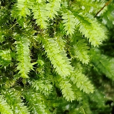 Unverified Moss, Liverwort or Hornwort at Nambucca Heads, NSW - 22 Aug 2025 by trevorpreston