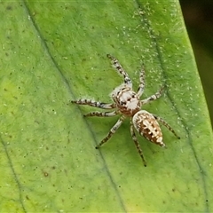 Opisthoncus sp. (genus) (Opisthoncus jumping spider) at Nambucca Heads, NSW - 22 Aug 2025 by trevorpreston