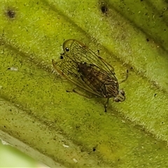 Magia (genus) (A Lophopid planthopper) at Nambucca Heads, NSW - 22 Aug 2025 by trevorpreston