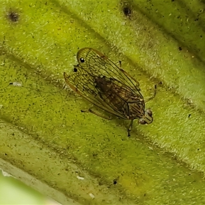 Magia (genus) (A Lophopid planthopper) at Nambucca Heads, NSW - 22 Aug 2025 by trevorpreston