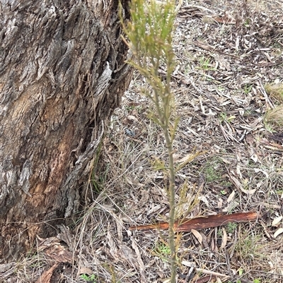 Exocarpos cupressiformis (Cherry Ballart) at Hackett, ACT - 21 Aug 2025 by HappyWanderer
