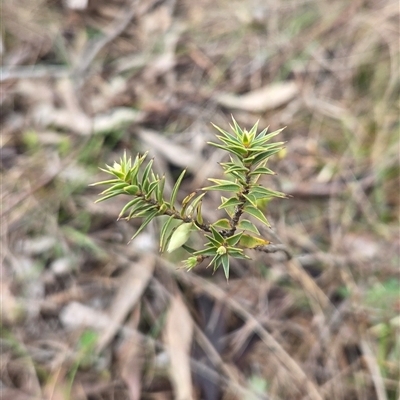 Melichrus urceolatus (Urn Heath) at Hackett, ACT - 21 Aug 2025 by HappyWanderer