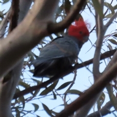 Callocephalon fimbriatum (Gang-gang Cockatoo) at Aranda, ACT - 22 Aug 2025 by lbradley