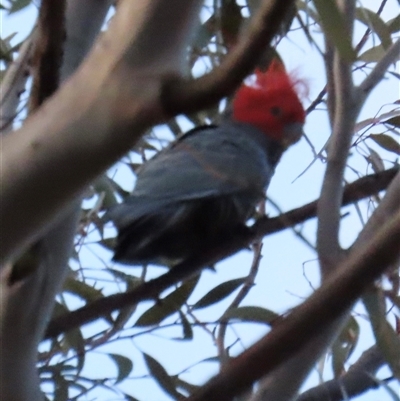 Callocephalon fimbriatum (Gang-gang Cockatoo) at Aranda, ACT - 22 Aug 2025 by lbradley