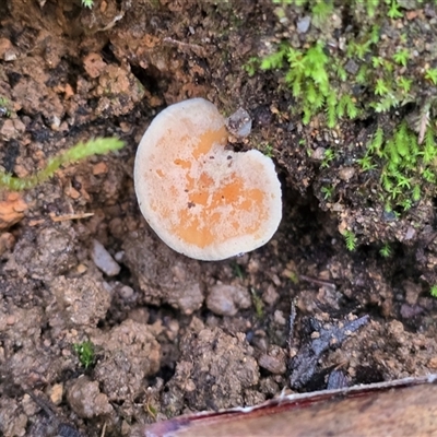 Hydnum 'repandum group' at Paddys River, ACT - 22 Aug 2025 by Mike