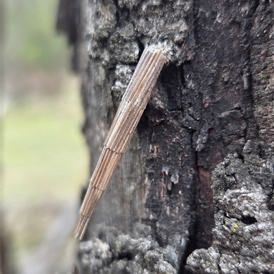 Lepidoscia arctiella (Tower Case Moth) at Hackett, ACT - 21 Aug 2025 by HappyWanderer