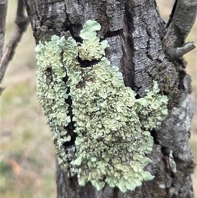 Unverified Lichen at Hackett, ACT - 21 Aug 2025 by HappyWanderer