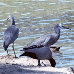 Egretta novaehollandiae (White-faced Heron) at Kambah, ACT - 16 May 1986 by RodDeb