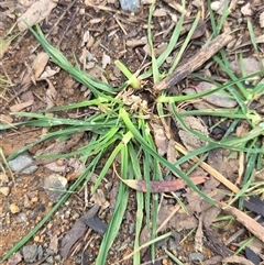 Dactylis glomerata (Cocksfoot) at Hackett, ACT - 21 Aug 2025 by HappyWanderer