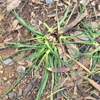 Dactylis glomerata (Cocksfoot) at Hackett, ACT - 21 Aug 2025 by HappyWanderer