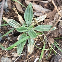 Plantago lanceolata (Ribwort Plantain, Lamb's Tongues) at Hackett, ACT - 21 Aug 2025 by HappyWanderer