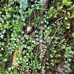 Asplenium flabellifolium (Necklace Fern) at Paddys River, ACT - 22 Aug 2025 by Mike