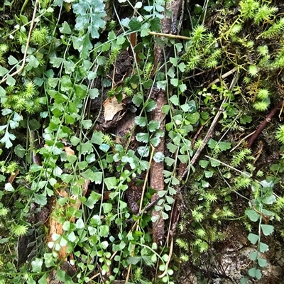 Asplenium flabellifolium (Necklace Fern) at Paddys River, ACT - 22 Aug 2025 by Mike