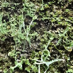 Cladonia sp. (genus) (Cup Lichen) at Paddys River, ACT - 22 Aug 2025 by Mike