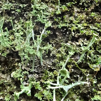 Cladonia sp. (genus) (Cup Lichen) at Paddys River, ACT - 22 Aug 2025 by Mike